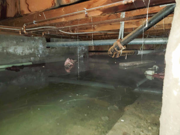 Best Flooded house restoration  in West Alexandria, OH